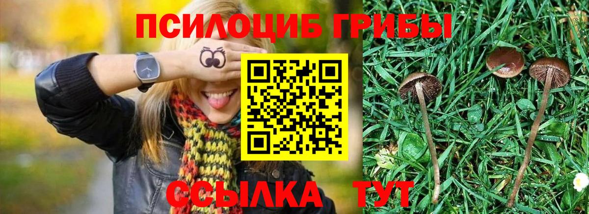 Псилоцибиновые грибы MAGIC MUSHROOMS  где купить наркотик  Губкин  Вход с VPN 