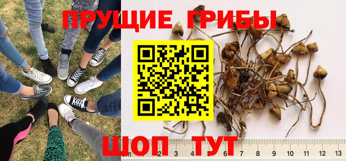 Псилоцибиновые грибы Psilocybe Губкин